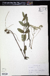 Eupatorium album image