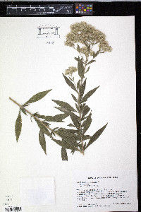 Eupatorium altissimum image