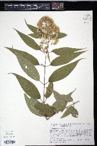 Eupatorium areolare image