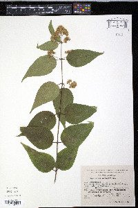 Eupatorium areolare image