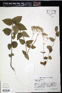 Eupatorium aromaticum image