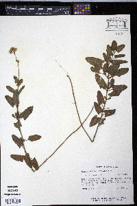 Eupatorium betonicifolium image