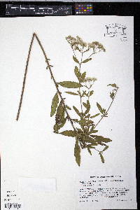 Eupatorium mohrii image