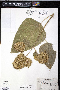 Eupatorium morifolium image