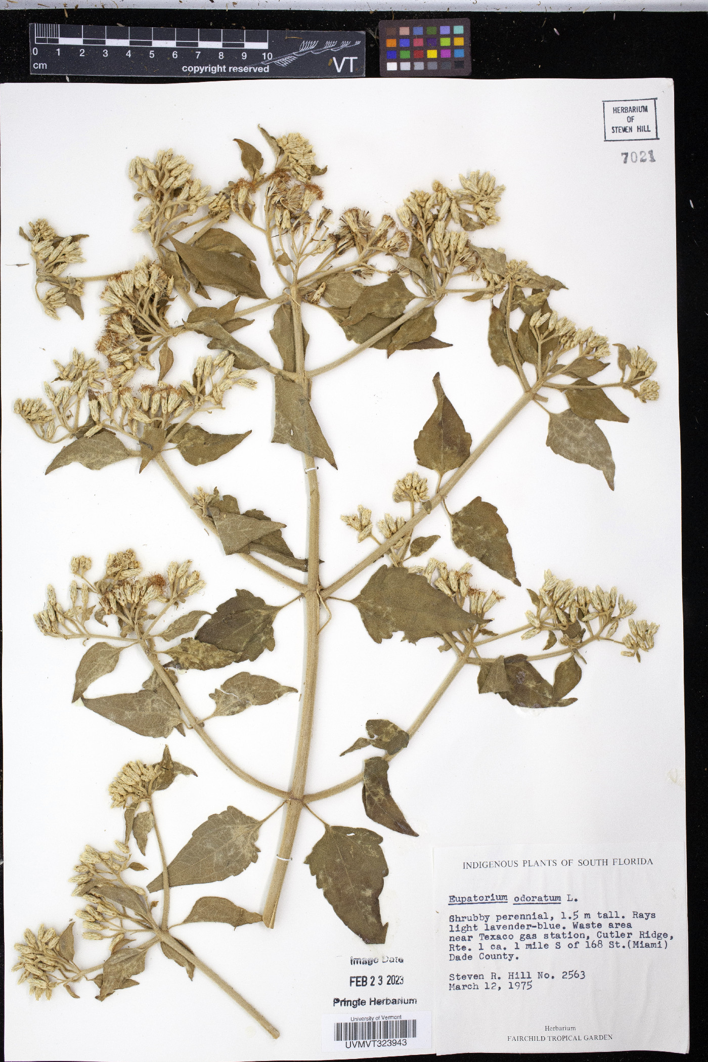 Eupatorium odoratum image