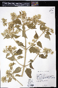 Eupatorium odoratum image