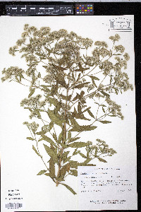 Eupatorium semiserratum image