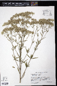 Eupatorium semiserratum image