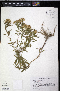 Euthamia leptocephala image