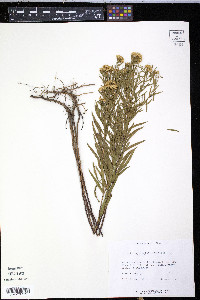 Euthamia leptocephala image