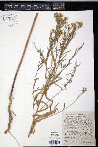 Euthamia occidentalis image