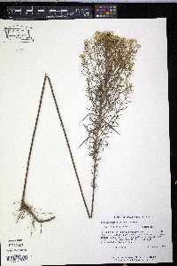 Euthamia tenuifolia image