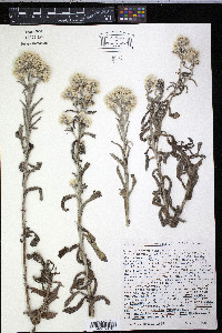 Pseudognaphalium californicum image