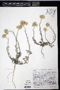 Pseudognaphalium stramineum image