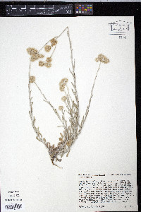 Pseudognaphalium luteoalbum image