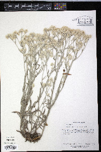 Pseudognaphalium canescens subsp. microcephalum image