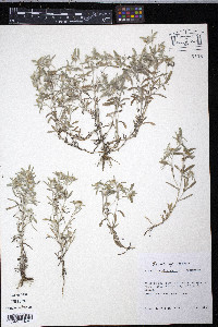 Gnaphalium uliginosum image