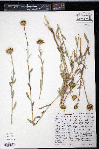 Grindelia rubricaulis image