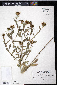 Grindelia squarrosa image