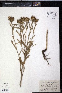 Grindelia stricta image