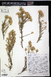 Haplopappus ericoides image