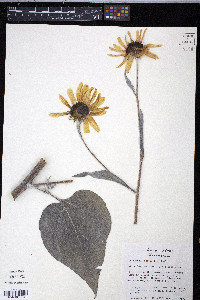 Helianthus argophyllus image