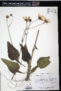 Helianthus atrorubens image