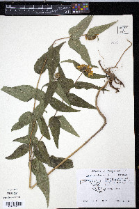 Helianthus divaricatus image