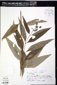 Image of Helianthus glaucophyllus