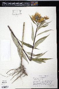 Helianthus grosseserratus image