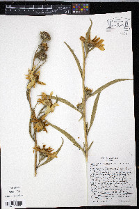 Helianthus maximiliani image