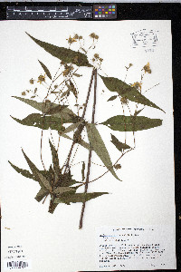 Helianthus microcephalus image