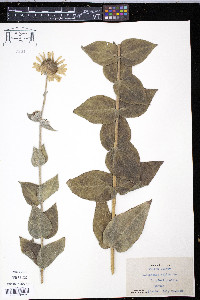 Helianthus mollis image