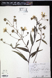 Helianthus strumosus image