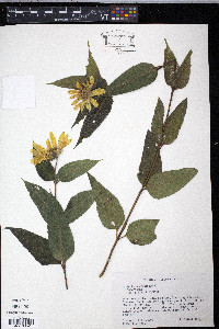 Helianthus strumosus image