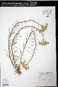Helichrysum italicum image