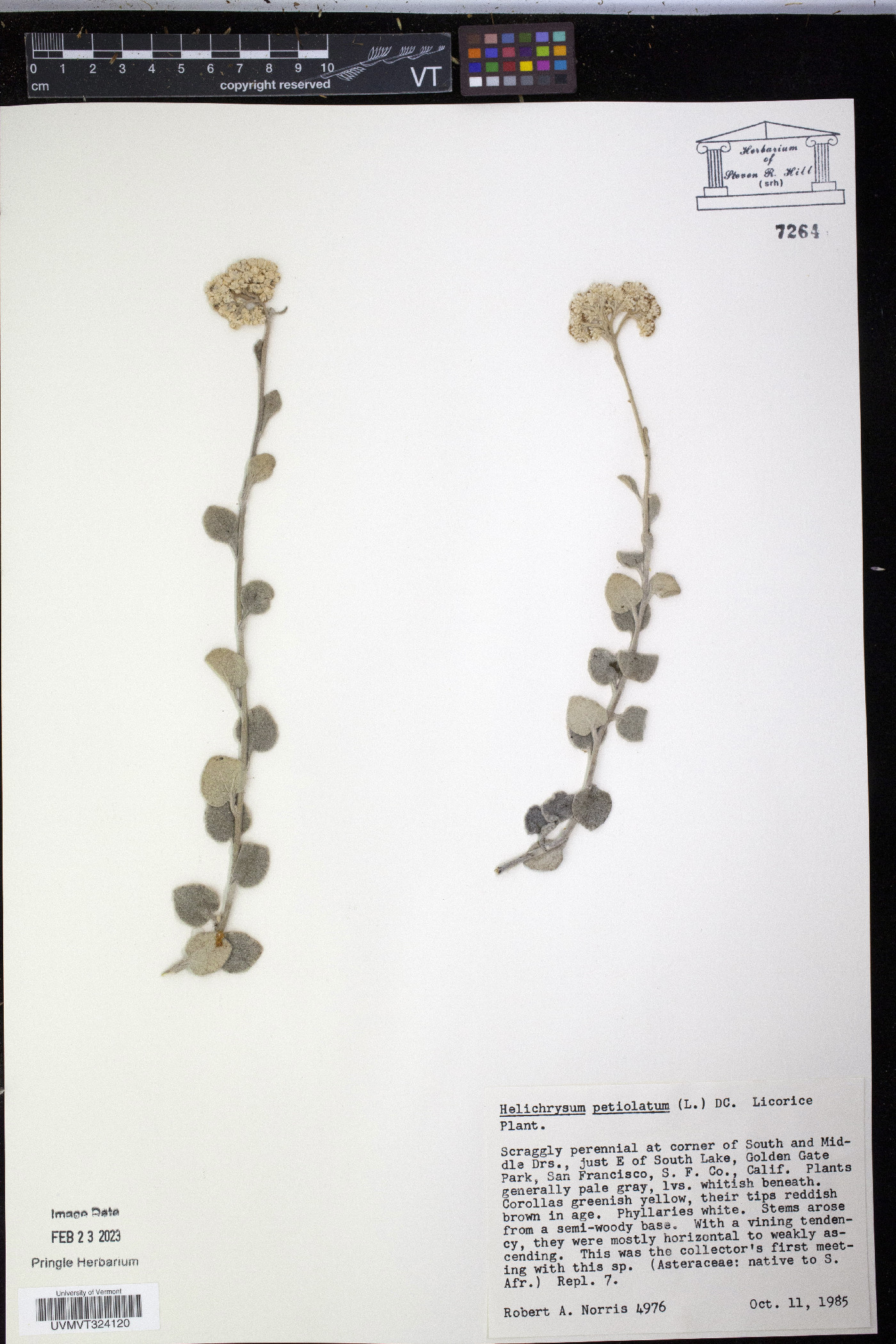 Helichrysum petiolatum image
