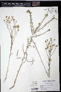 Hemizonia pallida image