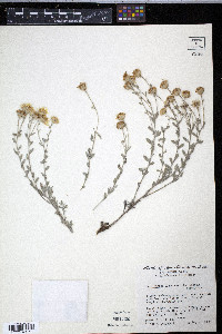 Heterotheca canescens image