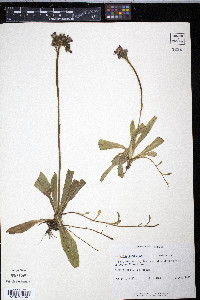 Hieracium aurantiacum image