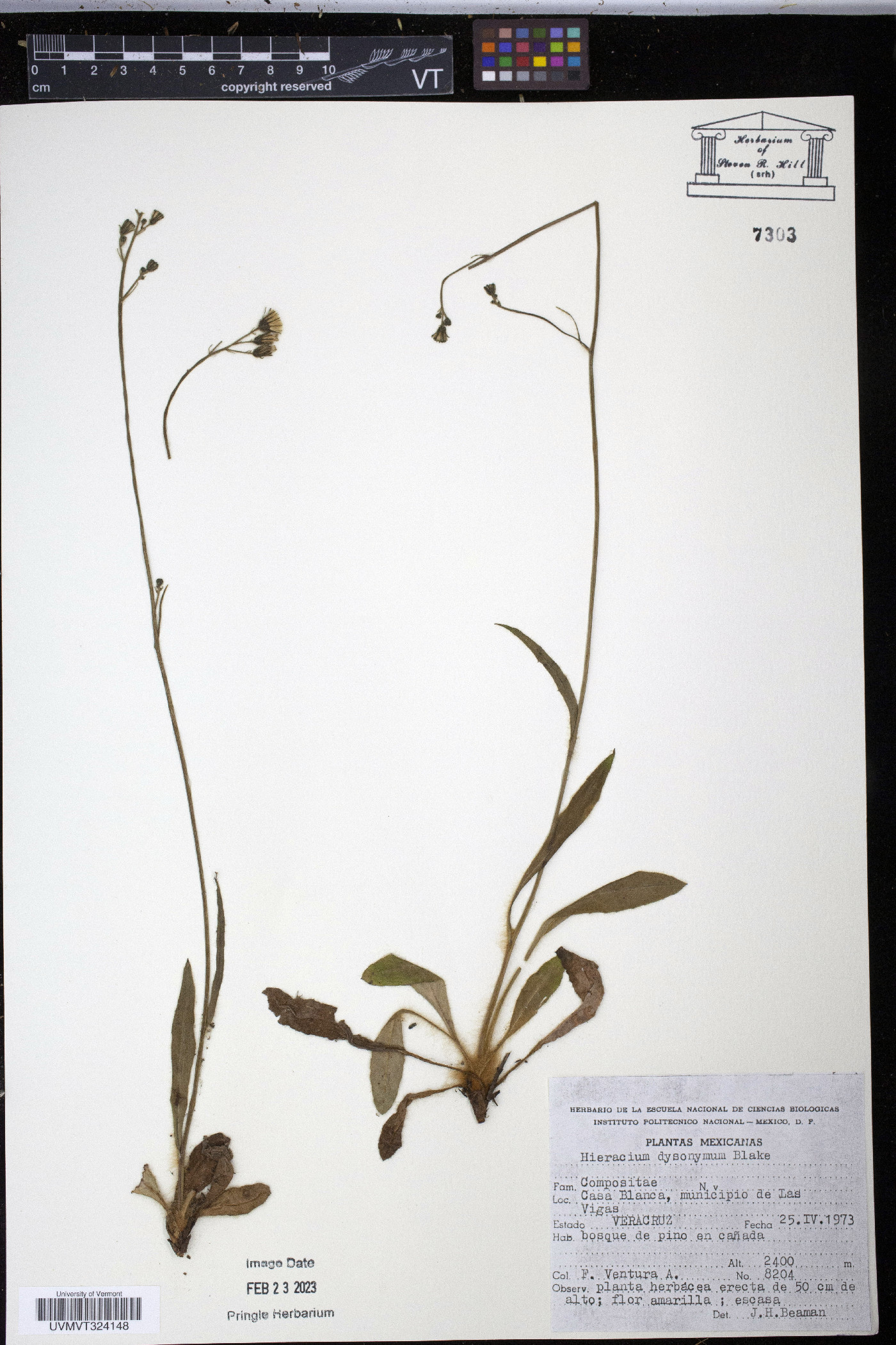 Hieracium dysonymum image