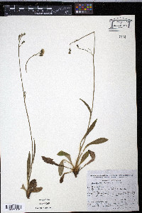 Image of Hieracium dysonymum
