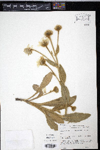 Hieracium tomentosum image