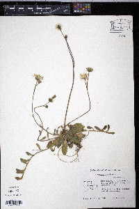 Hieracium pilosella image