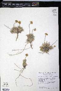 Tetraneuris acaulis image