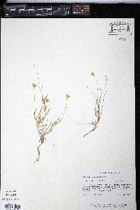 Tetraneuris linearifolia var. linearifolia image