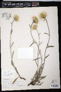 Inula montana image