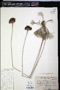 Image of Isostigma crithmifolium