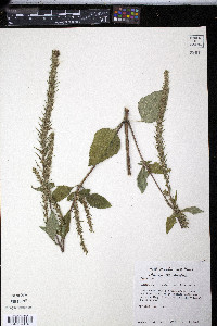 Iva annua image