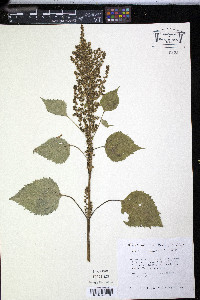 Cyclachaena xanthiifolia image